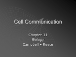 Cell Communication (Chapter 11)