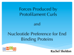 Forces Produced by Protofilament Curls Nucleotide Preference for End Binding Proteins