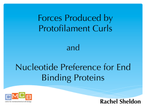 Forces Produced by Protofilament Curls Nucleotide Preference for End Binding Proteins