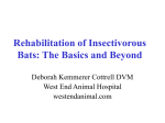 Rehabilitation of Insectivorous Bats