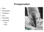 Ectoparasites - Intro to Veterinary Technology