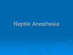 Reptile Anesthesia