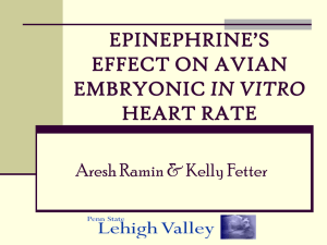 EPINEPHRINE’S EFFECT ON AVIAN EMBRYONIC IN VITRO …