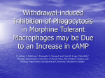 Withdrawal-induced Inhibition of Phagocytosis in Morphine Tolerant
