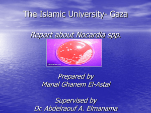 The Islamic University- Gaza Report about Nocardia spp. Prepared