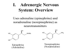 I. Adrenergic Nervous System: Overview