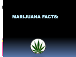 Marijuana FACT - Lincoln High School