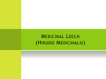 09 Medicinal Leech