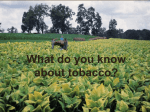 What do you know about tobacco?