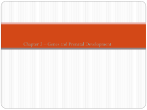 Three main periods of prenatal development