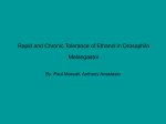 The Rapid and Chronic Tolerance in Drosophila