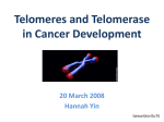 Telomere Structure and Function