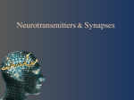 Neurotransmitters & Synapses - IB