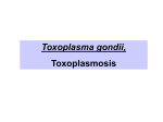 08-Toxoplasmosis2008