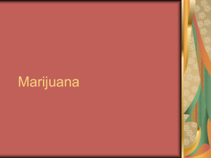 Chapter 14 Marijuana