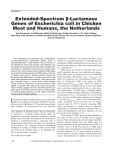 Extended-Spectrum β-Lactamase Escherichia coli Meat and Humans, the Netherlands