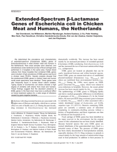 Extended-Spectrum β-Lactamase Escherichia coli Meat and Humans, the Netherlands