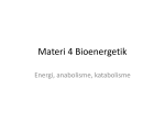 SAP 4 Bioenergetik