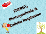 Photosynthesis