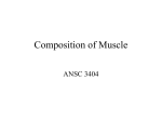 Composition of Muscle