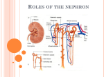 Roles of the nephron