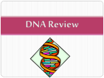 DNA Review PPT