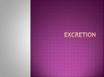 chapter 12 - excretion