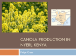Canola production in nyeri, kenya