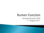 Rumen Function - Causeway Produce Agency