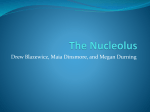 The Nucleolus