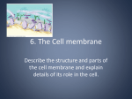 6. The Cell membrane - NCEA Level 2 Biology