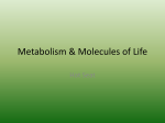 Hot Seat - Metabolism and Organic Molecules