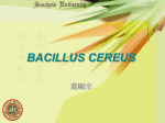 B. cereus