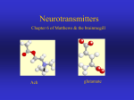 Neurotransmitters