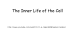 Cell cycle control by ubiquitylation