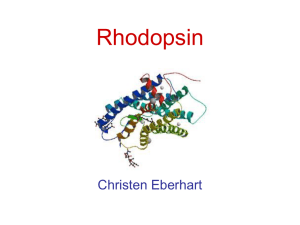 Rhodopsin