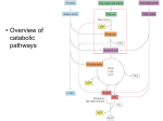 Principles of BIOCHEMISTRY