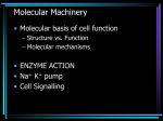 Cellular Mechanisms