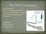 The DNA Connection