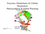 Photosynthesis – Chapter 6