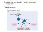 Conclusion: a) The nuclear localization signal (NLS)