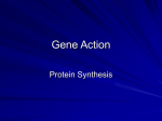 Gene Action