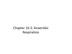 Chapter 16.3: Anaerobic Respiration