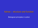 Kidney – structure and function