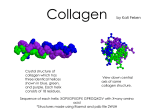 Collagen by Kati Feken - Illinois State University