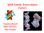 The Structure of MYB Proteins