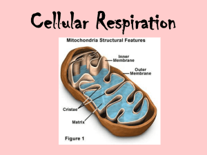 Cellular Respiration - Chandler Unified School District