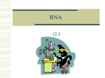 RNA and Protein Synthesis - Kent City School District