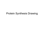 Protein Synthesis Drawing