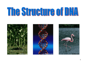 DNA & Protein Synthesis